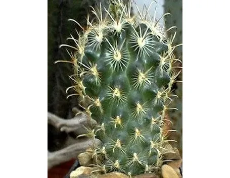 Piccolo cactus