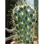 Piccolo cactus