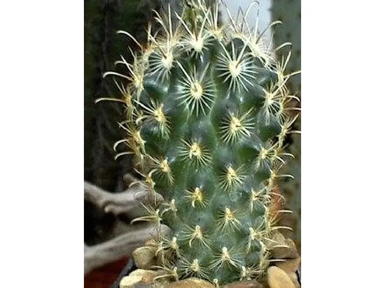 Piccolo cactus