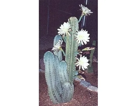 cereus