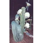 cereus