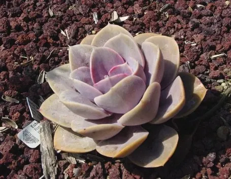 Astrophytum
