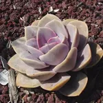 Astrophytum