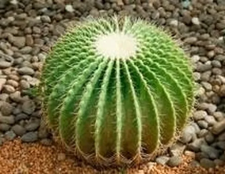 echinocactus