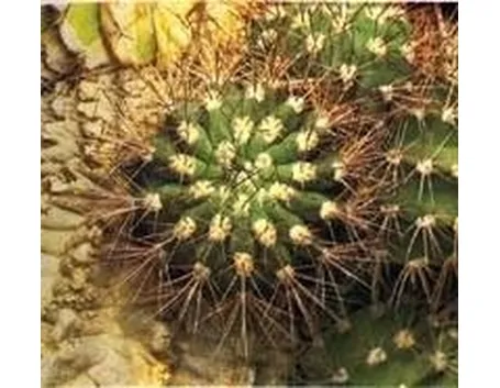 Cactacea