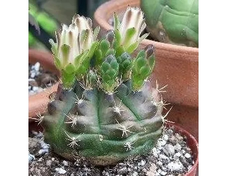 Gymnocalycium