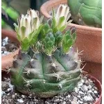 Gymnocalycium