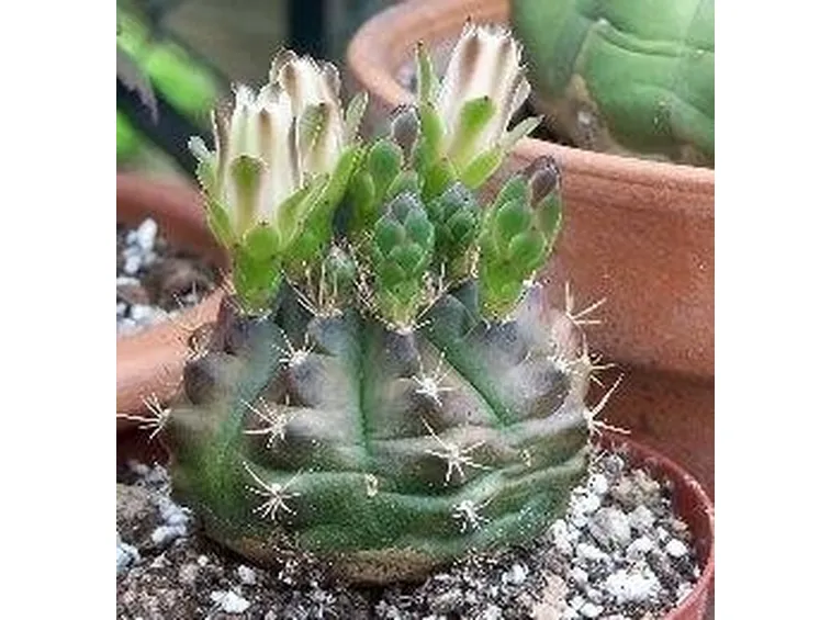 Gymnocalycium
