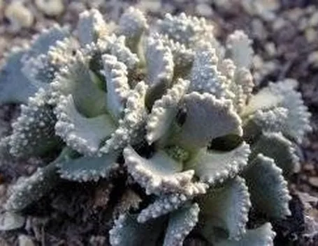 Aloinopsis