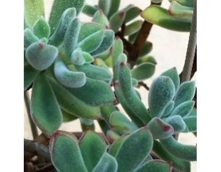crassula