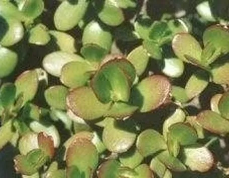 crassula
