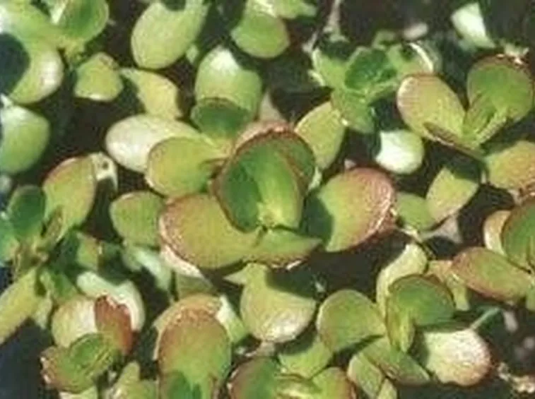 crassula