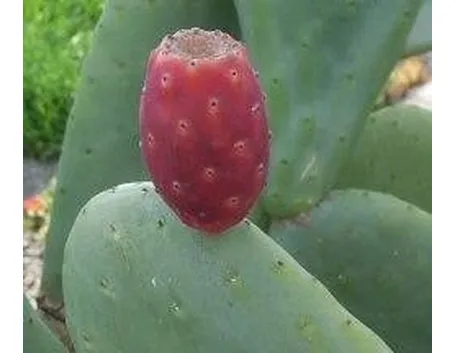 Opunzia