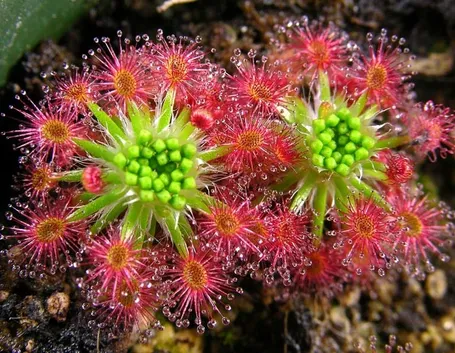 Drosera