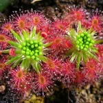 Drosera