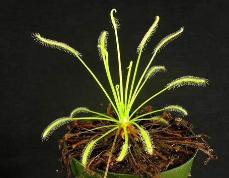 drosera
