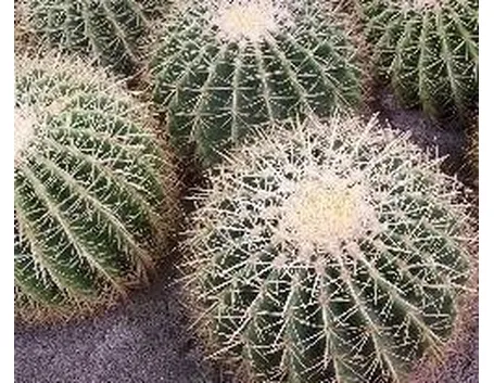 Echinocactus