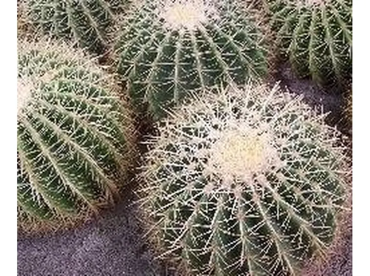 Echinocactus