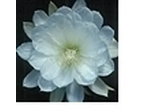 Epiphyllum