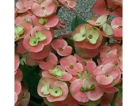 Euforbia milii rosa