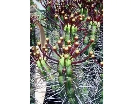 Euphorbia atrispina