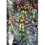 Euphorbia atrispina