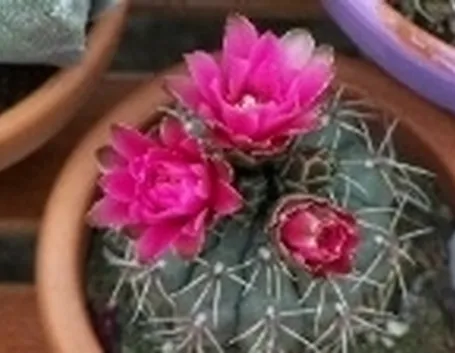 Gymnocalycium