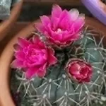Gymnocalycium