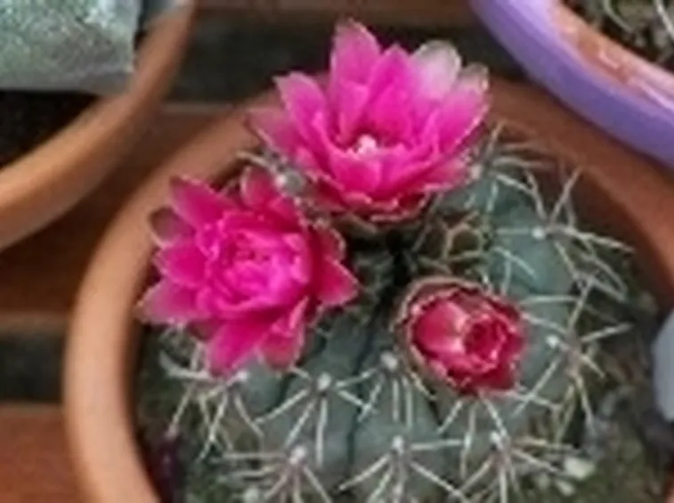 Gymnocalycium