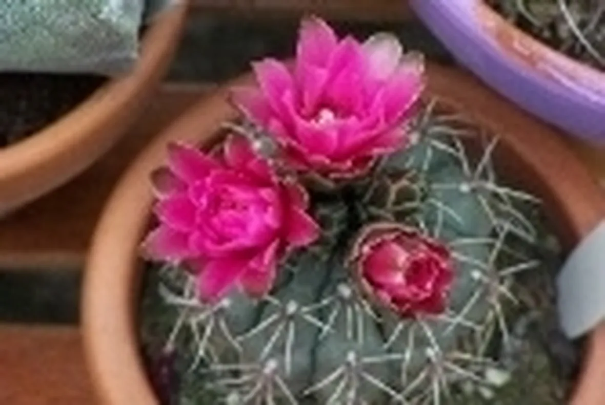 Gymnocalycium