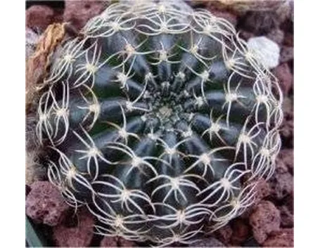 Echinopsis