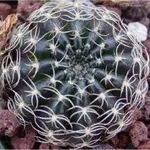 Echinopsis