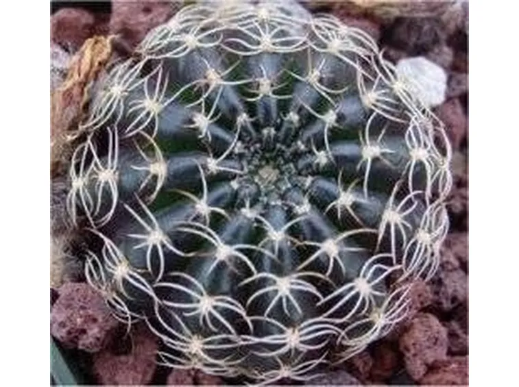 Echinopsis