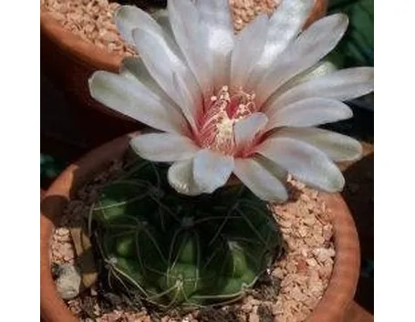 gymnocalycium