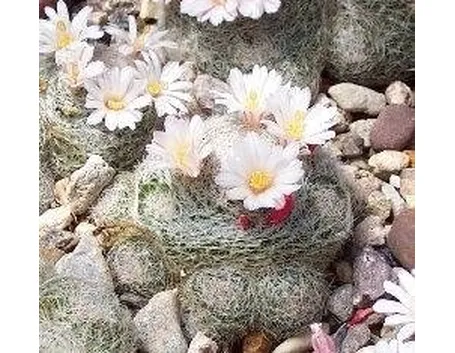 Mammillaria