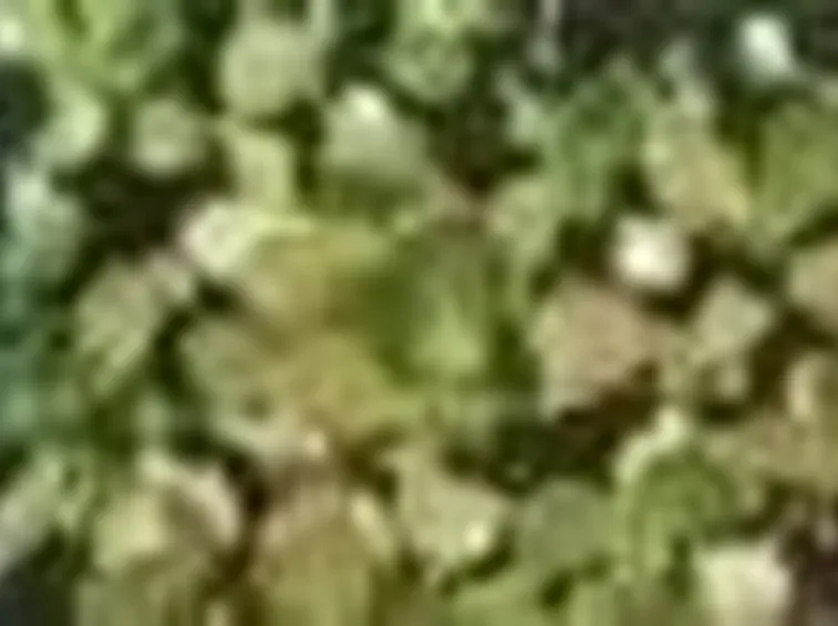 Crassula