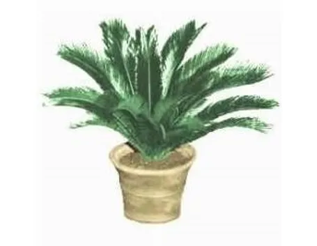 cycas