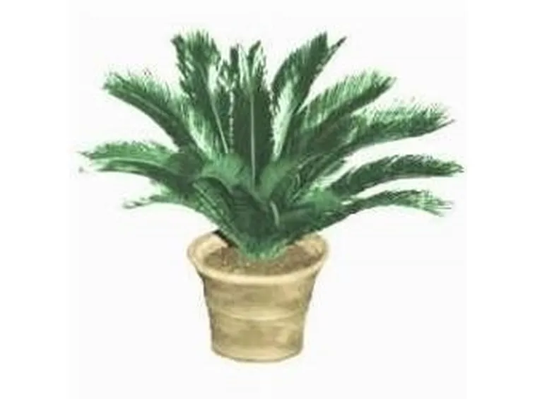 cycas