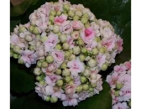 Kalanchoe