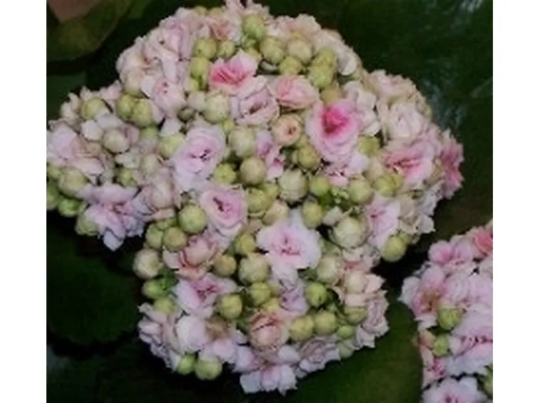 Kalanchoe