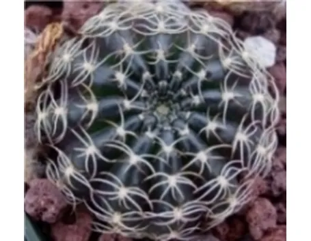 echinopsis