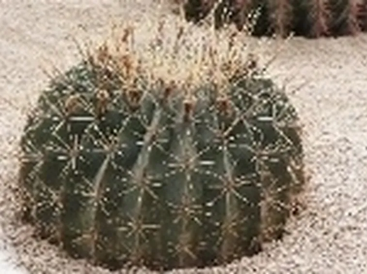 Ferocactus