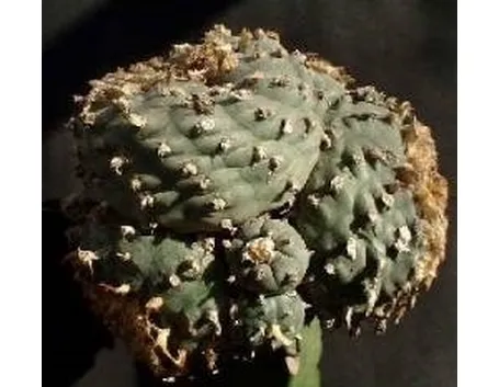 Lophophora