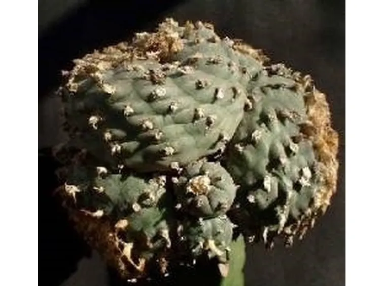Lophophora