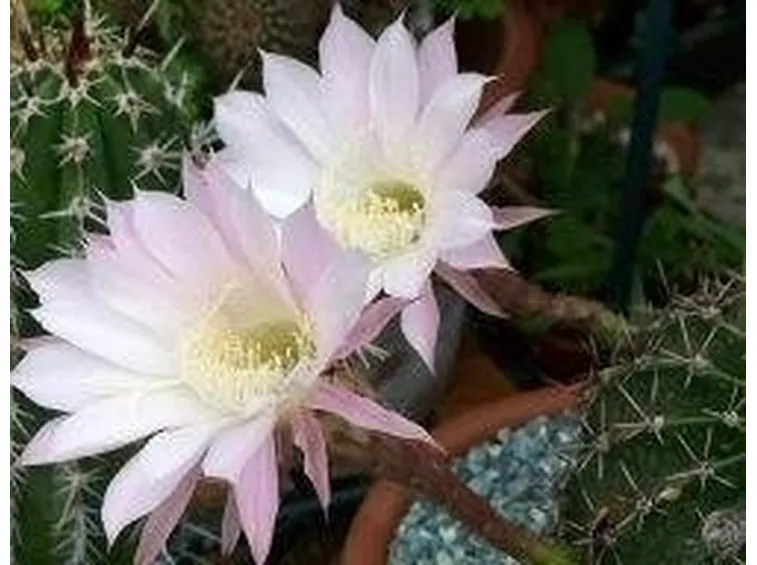 Echinopsis
