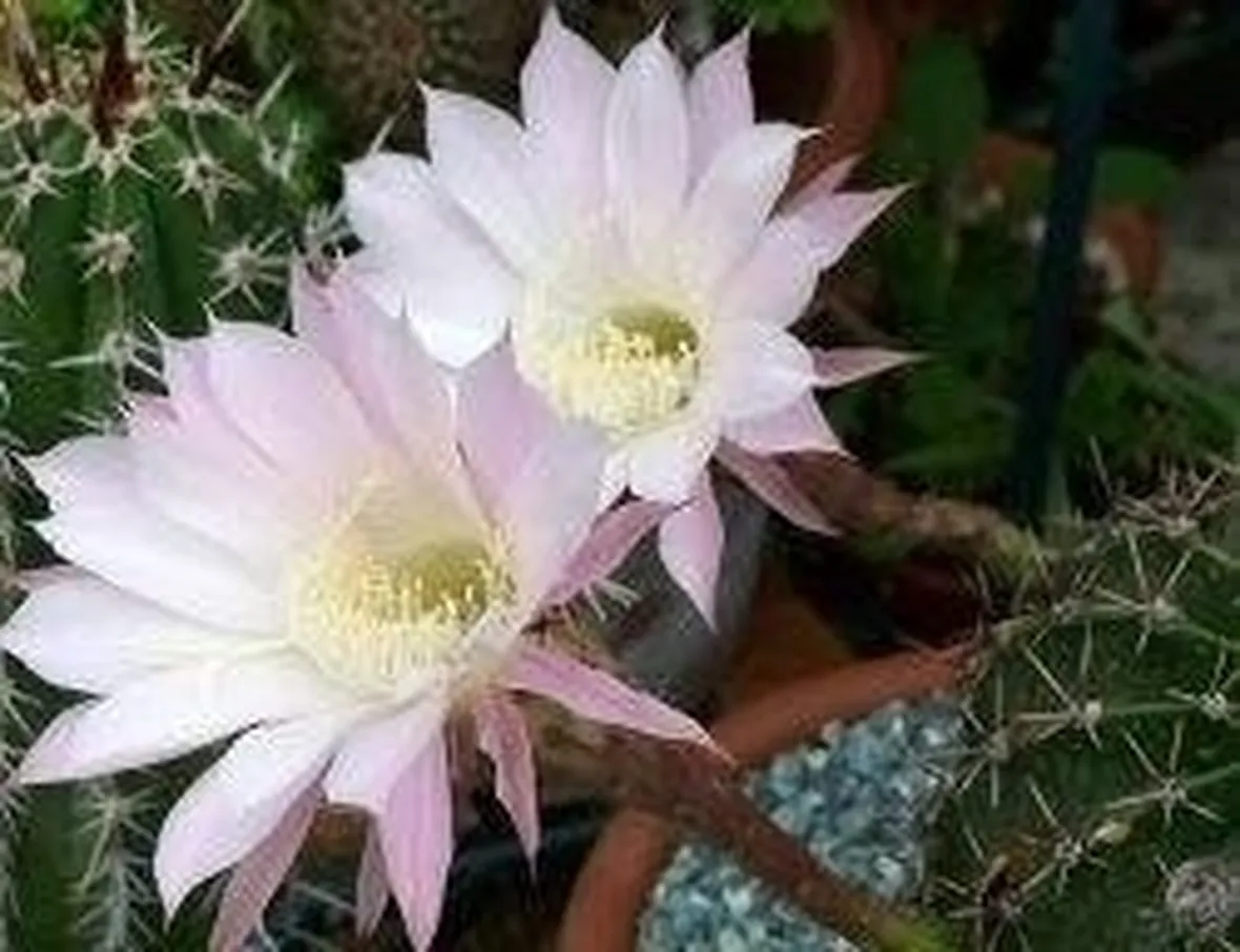 Echinopsis