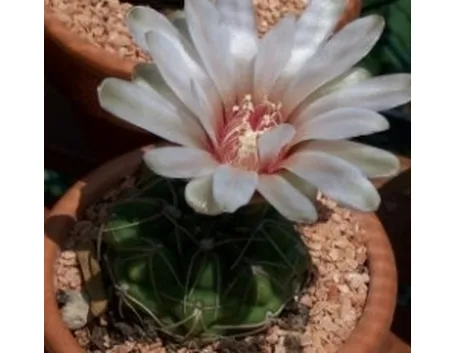 Gymnocalycium