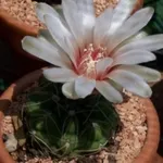 Gymnocalycium