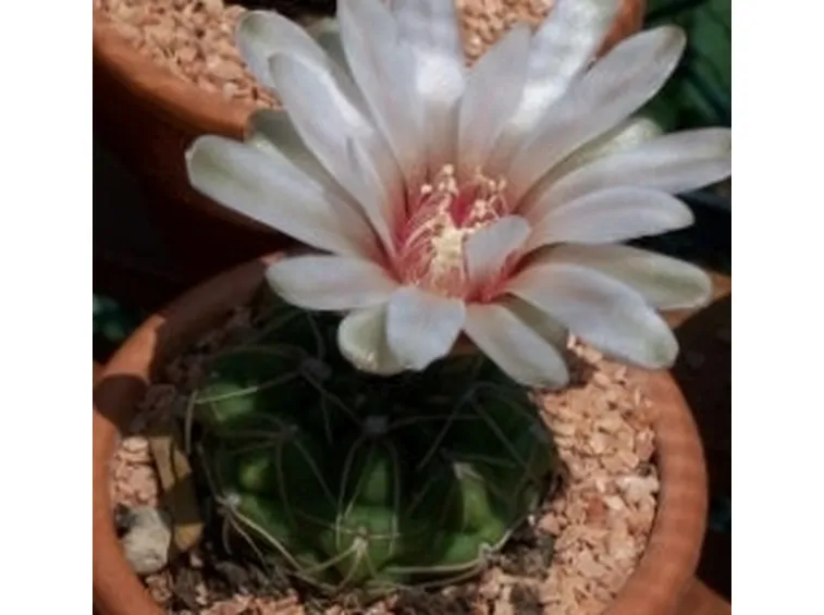 Gymnocalycium