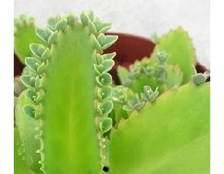 Kalanchoe